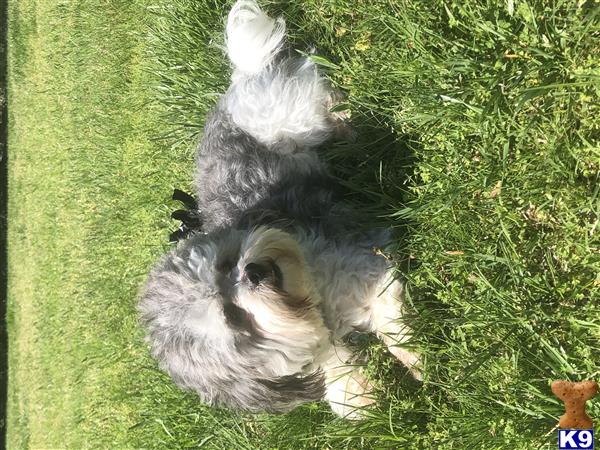 a shichons dog lying in the grass