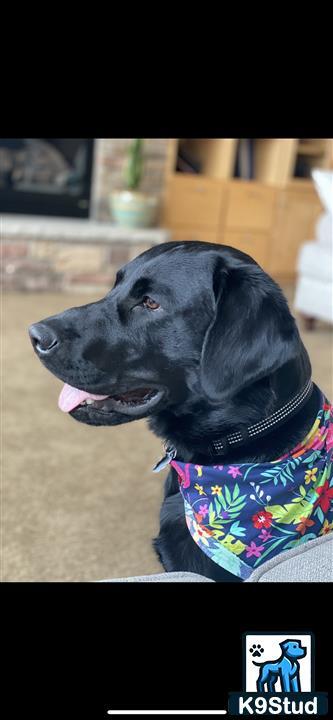 a labrador retriever dog wearing a sweater