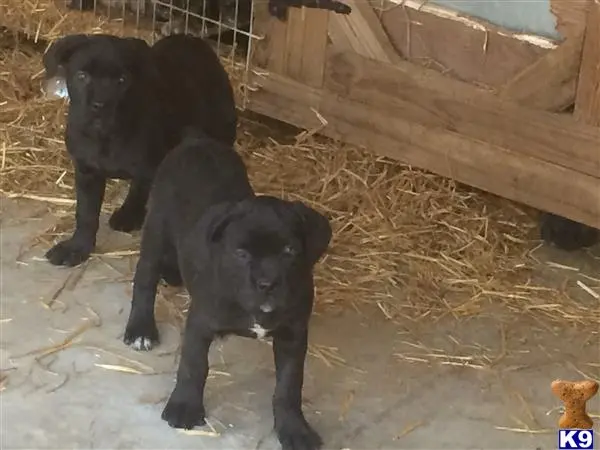 a group of cane corso puppies in a pen