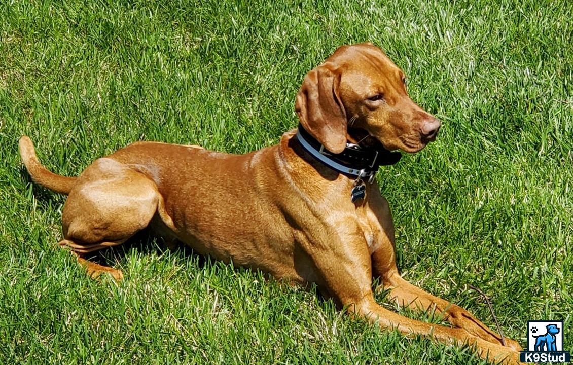 a vizsla dog lying in the grass