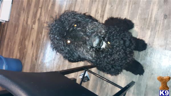 a black poodle dog lying on a wooden floor