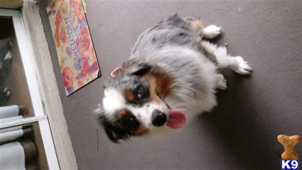 a australian shepherd dog lying on the floor