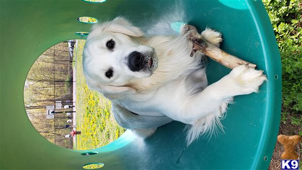 a golden retriever dog in a plastic tub