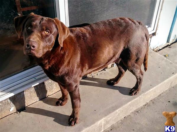 a labrador retriever dog standing on a porch