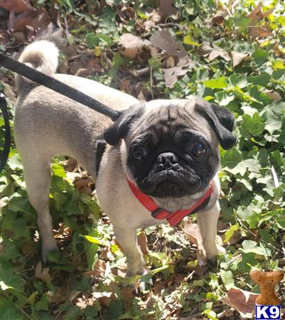a pug dog standing in leaves