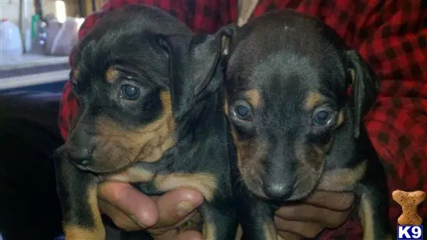 a pair of miniature pinscher puppies