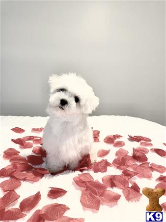 a small white maltese dog