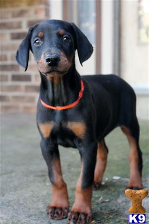 Doberman Pinscher Puppy for Sale: Stocky, outgoing girl 9 Years old