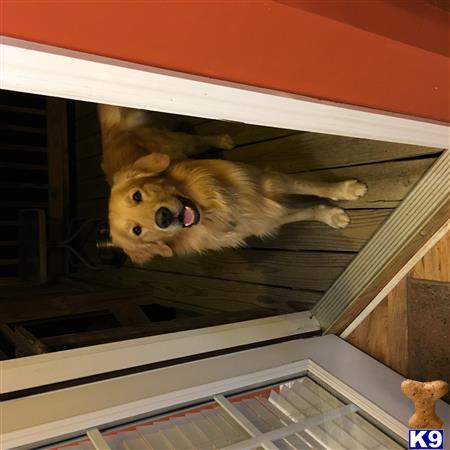 a golden retriever dog lying on a shelf