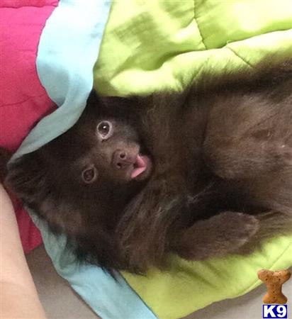 a monkey lying on a blanket