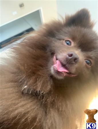 a pomeranian dog with its mouth open