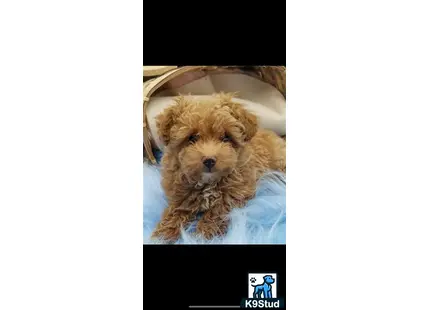 a maltipoo dog lying on a bed