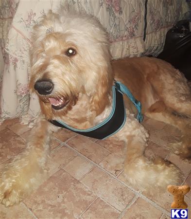 a goldendoodles dog with a blue collar