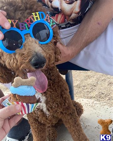 a person holding a poodle dog wearing sunglasses