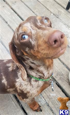 a dachshund dog looking up