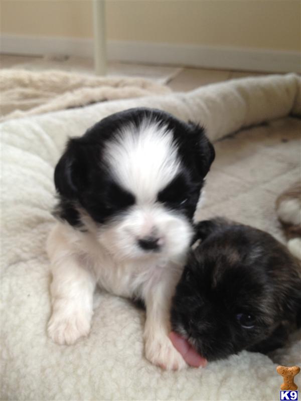 Shih Tzu Puppy for Sale: AKC Shih-Tzu puppies 10 Years old