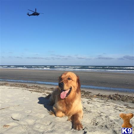 a golden retriever dog on a beach with a helicopter in the sky