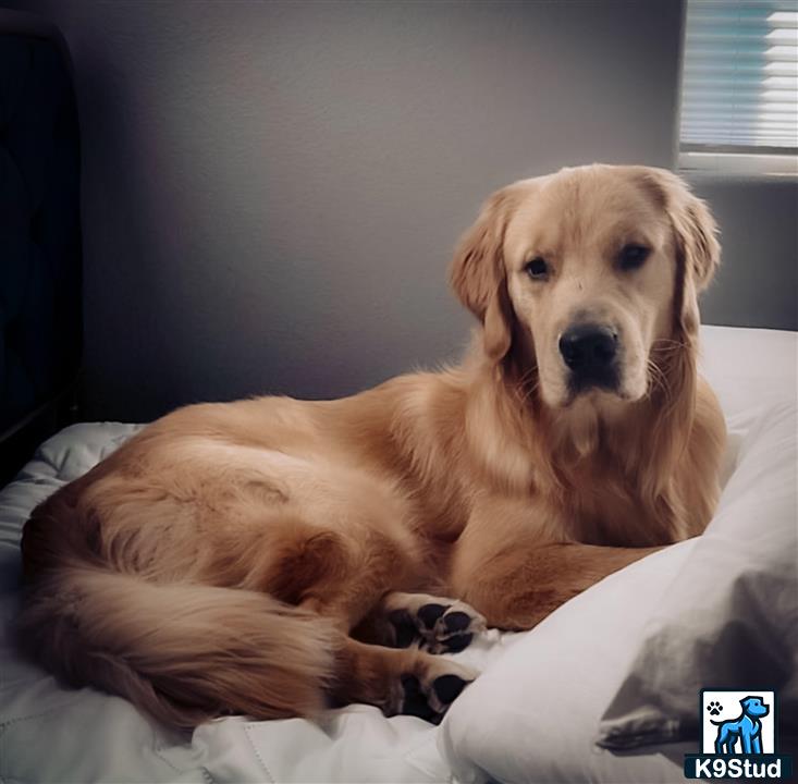 a golden retriever dog lying on a bed