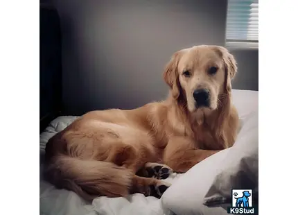 a golden retriever dog lying on a bed