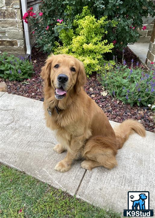a golden retriever dog sitting on a stone walkway