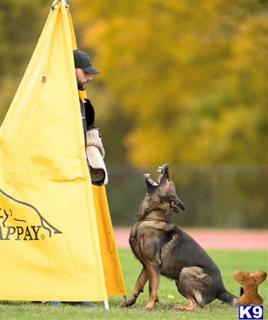 a person holding a flag and a german shepherd dog
