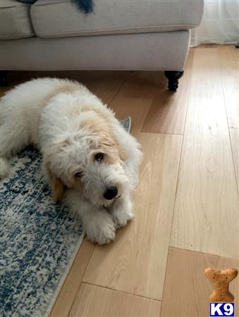 a white goldendoodles dog lying on the floor