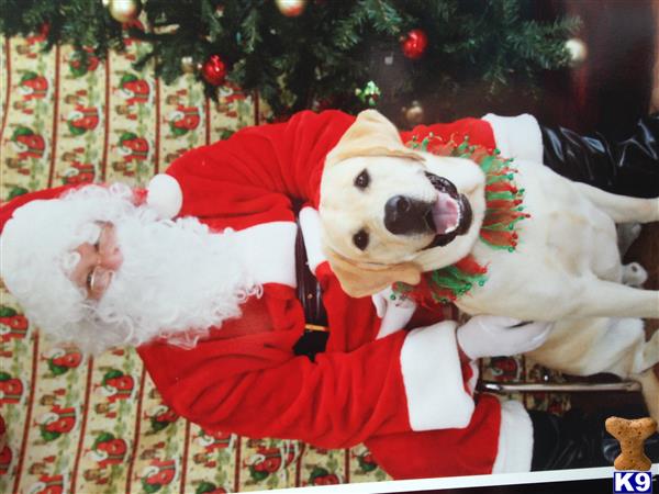 a labrador retriever dog wearing a santa garment
