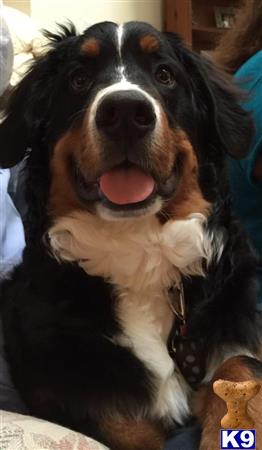 a bernese mountain dog dog with its tongue out