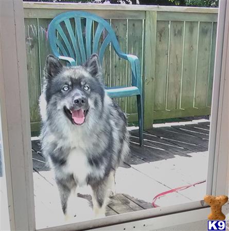 a australian shepherd dog running in a doorway