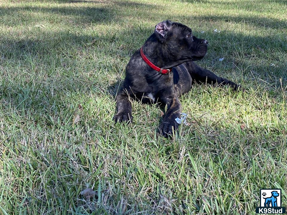 a cane corso dog with a red collar sitting in the grass