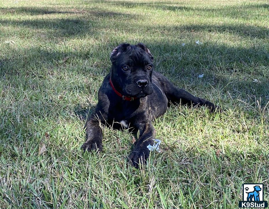 a cane corso dog lying in the grass