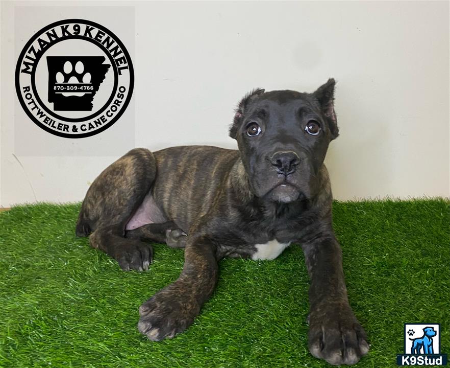 a cane corso dog lying on grass