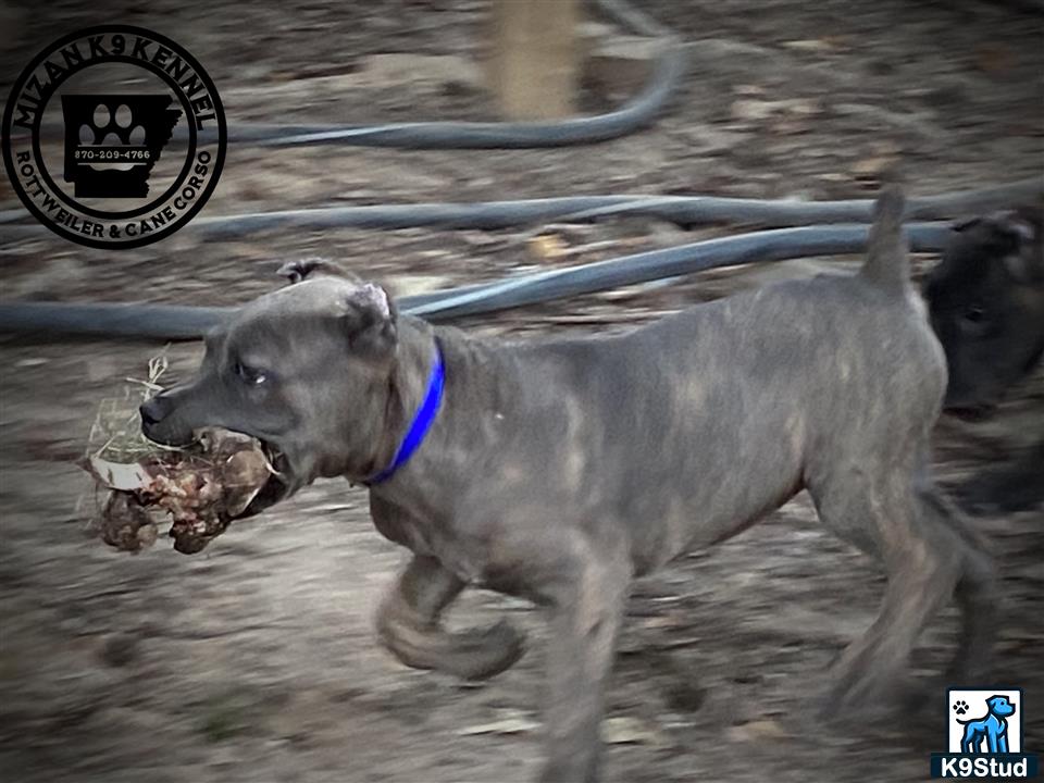 a cane corso dog running in the mud