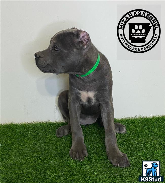 a cane corso dog sitting on grass