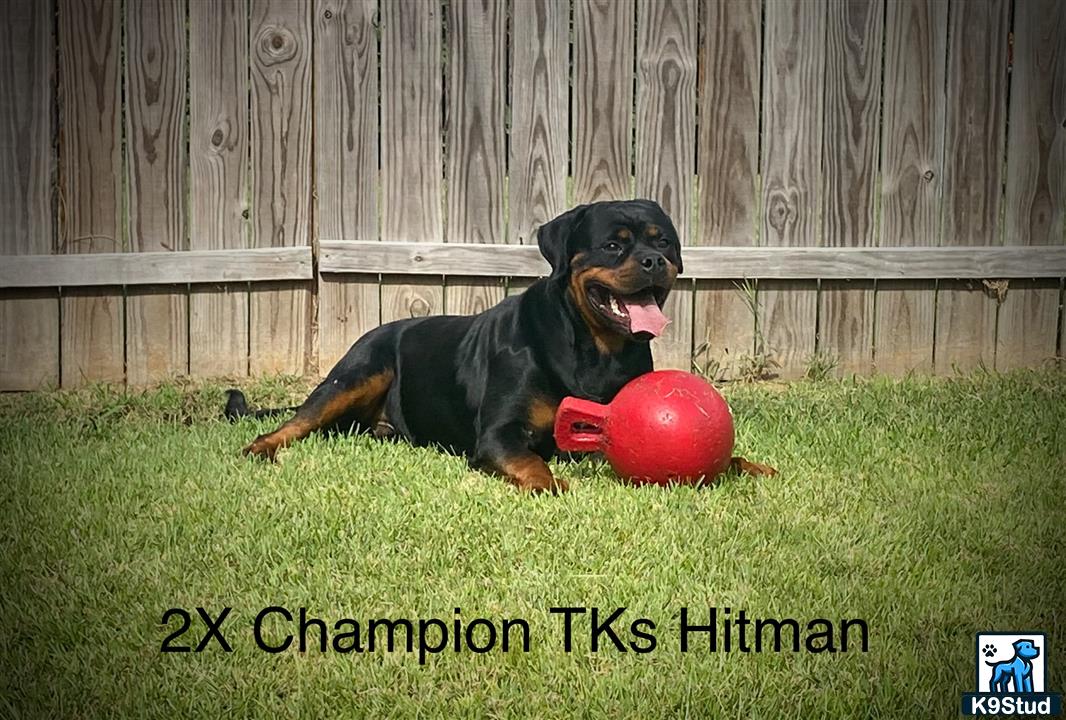 a rottweiler dog with a red ball in its mouth