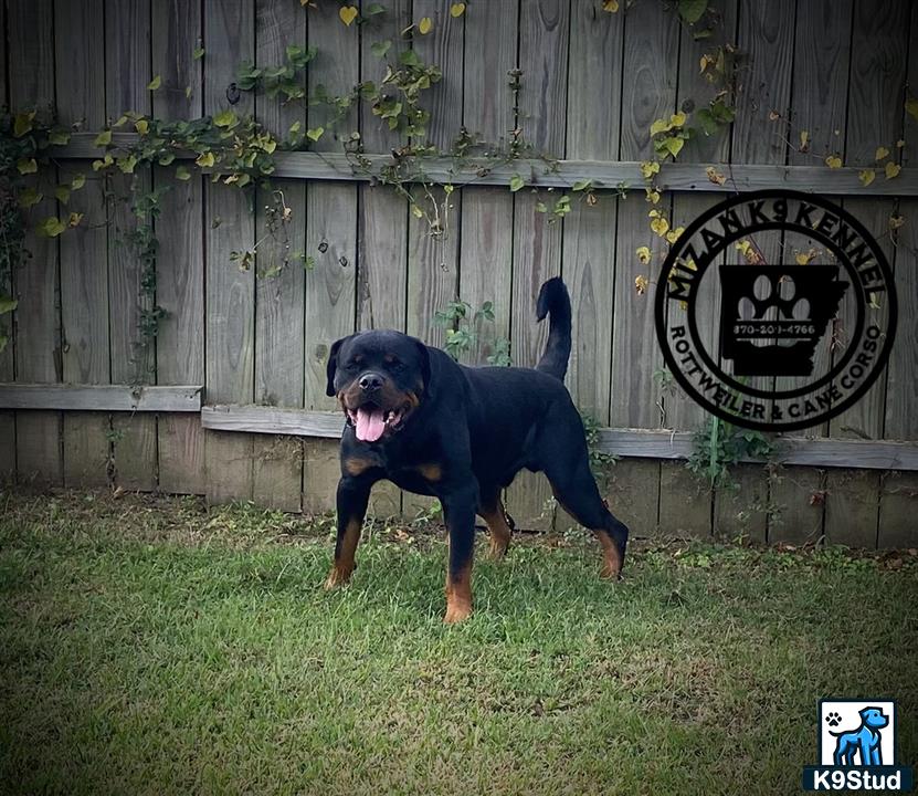 a rottweiler dog standing on grass