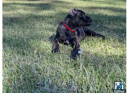 a cane corso dog with a red collar sitting in the grass