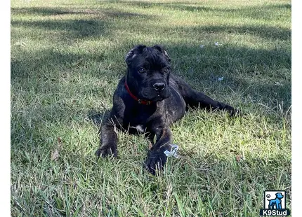 a cane corso dog lying in the grass