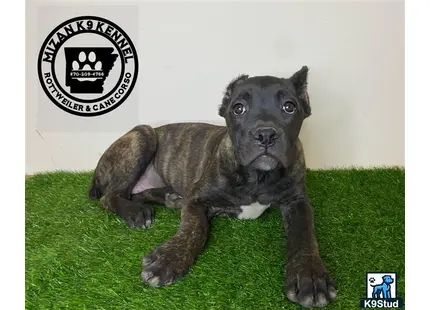 a cane corso dog lying on grass