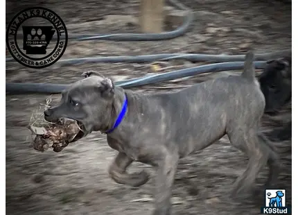 a cane corso dog running in the mud