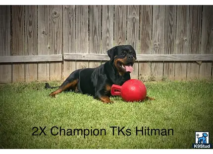 a rottweiler dog with a red ball in its mouth