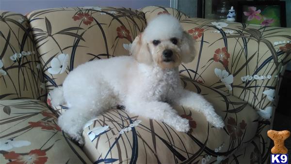 a poodle dog sitting on a couch