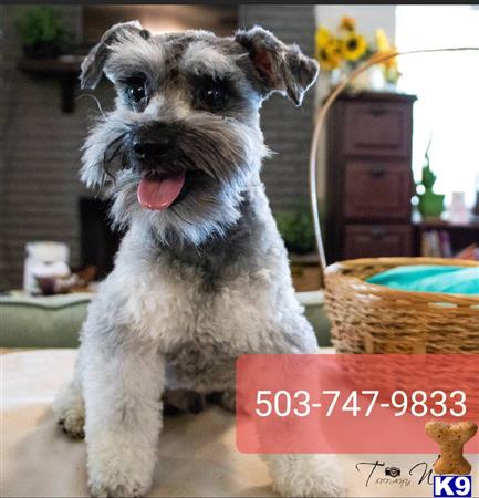 a miniature schnauzer dog sitting on a table