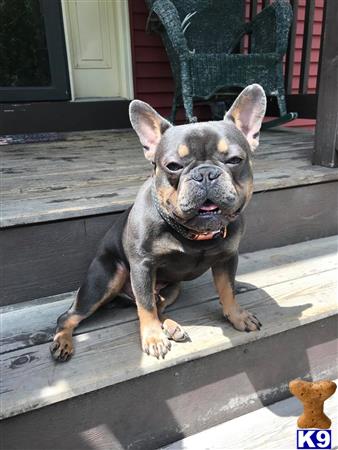 a french bulldog dog sitting on a porch