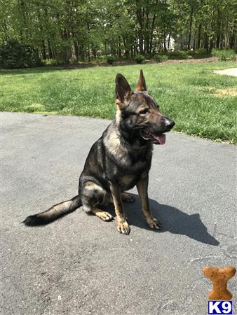 a german shepherd dog sitting on a sidewalk