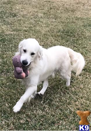 a white golden retriever dog with a toy in its mouth