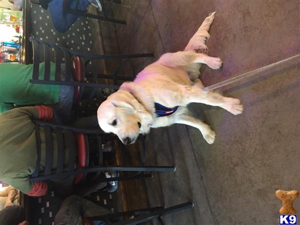 a golden retriever dog jumping over a table