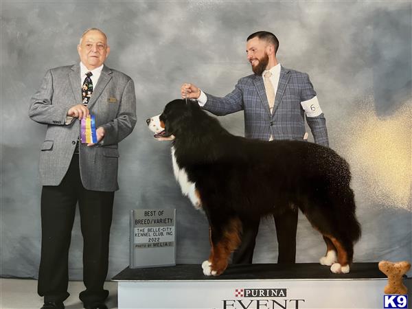 a couple of men standing next to a bernese mountain dog dog
