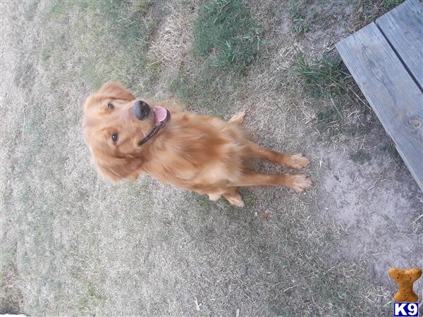 a golden retriever dog lying on the ground