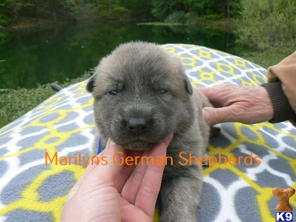 German Shepherd Puppy for Sale: Zebs Miss Sunset Sparkle Rare Blue ...